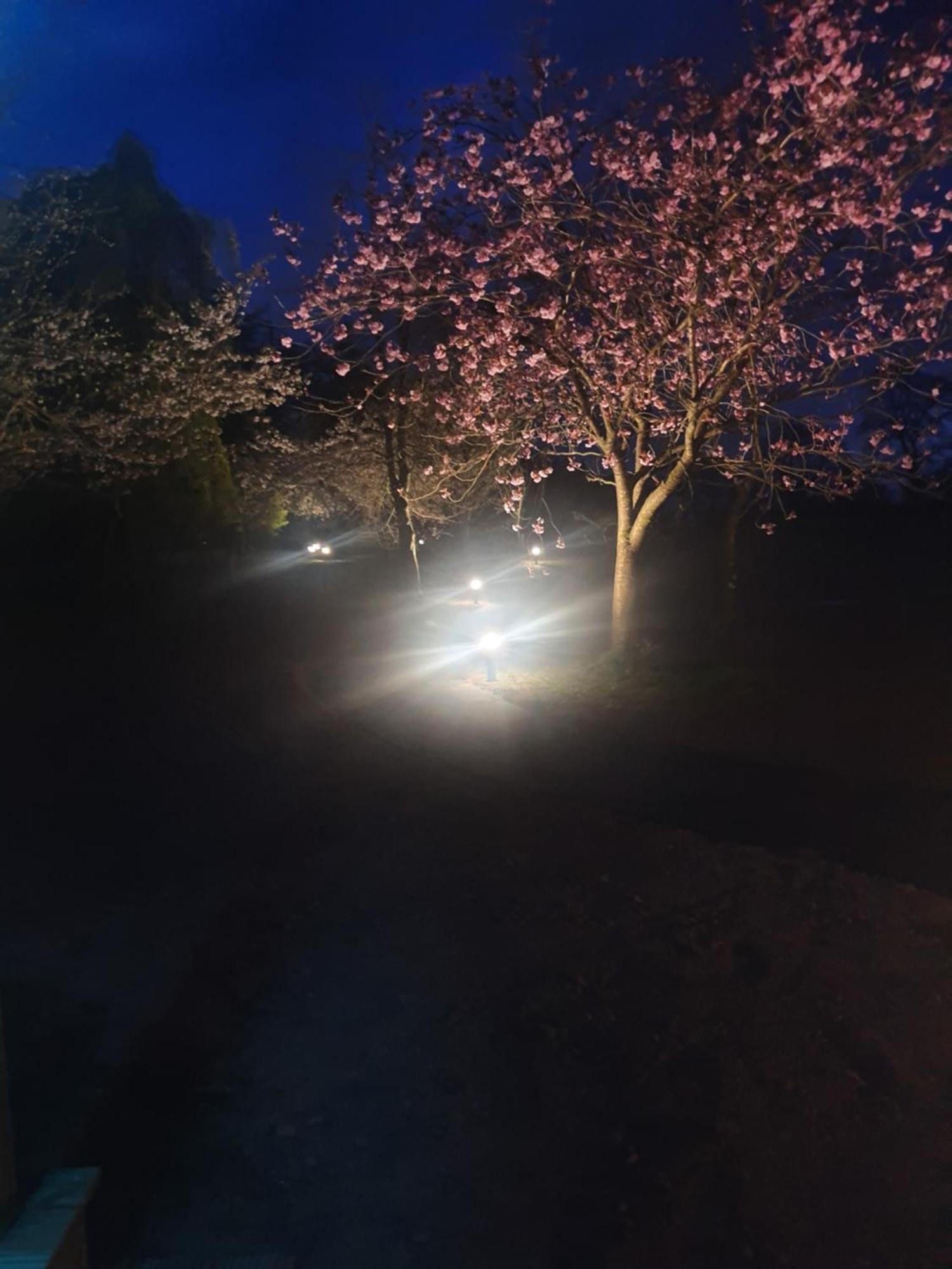 The Tranquil Orchard Villa Dumfries Bagian luar foto